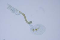 Caloptilia fidella