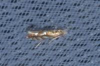 Phyllonorycter distentella