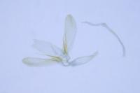 Phyllonorycter distentella