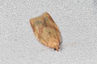 Clepsis consimilana