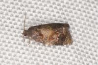Ditula angustiorana