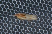 Eucosma cana