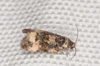 Endothenia
