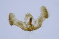 Eucosma cana