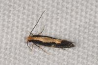 Monopis obviella