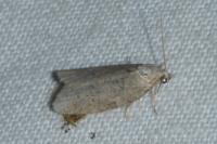 Cnephasia pasiuana/pumicana