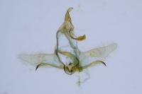 Cnephasia pasiuana/pumicana