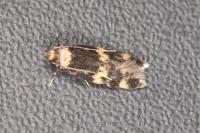 Oegoconia