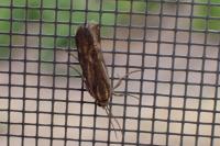 Brachodes funebris
