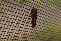 Brachodes funebris
