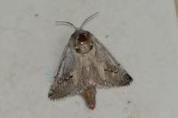 Parahypopta caestrum