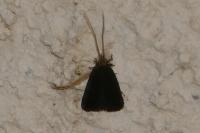 Lecithocera