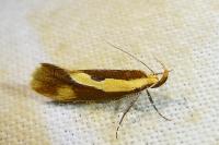 Harpella forficella
