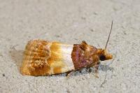 Epinotia festivana