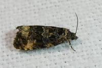 Endothenia
