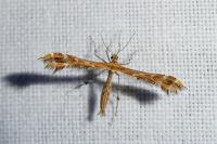 Oxyptilus