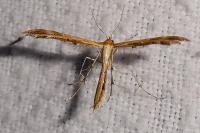 Oxyptilus