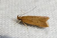 Helcystogramma lutatella