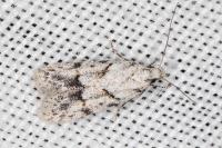 Symmoca signatella