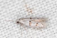 Symmocoides oxybiella