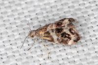 Tebenna micalis