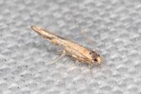 Coccidiphila