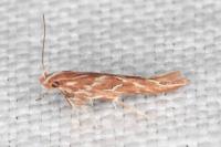 Pyroderces argyrogrammos