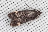 Dichomeris alacella