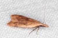 Dichomeris derasella