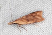 Dichomeris derasella