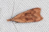 Dichomeris derasella