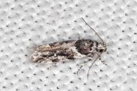 Recurvaria nanella