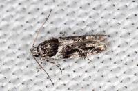 Recurvaria nanella