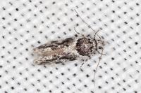 Recurvaria nanella