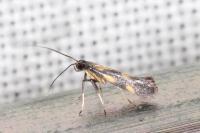 Euspilapteryx auroguttella