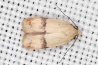 Odites kollarella