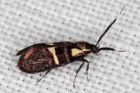 Dasycera oliviella