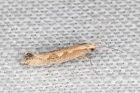 Plutella xylostella