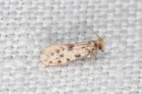 Eumasia parietariella