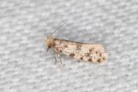 Eumasia parietariella
