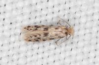 Eumasia parietariella