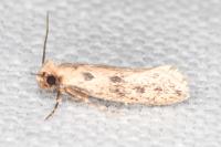 Anomalotinea liguriella
