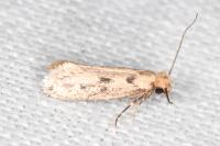 Anomalotinea liguriella