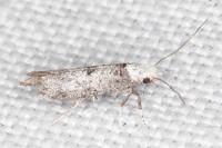 Paraswammerdamia albicapitella