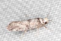Paraswammerdamia nebulella