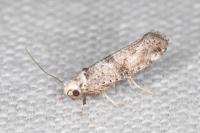 Paraswammerdamia nebulella