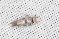 Paraswammerdamia nebulella