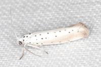 Yponomeuta rorrella