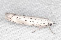 Yponomeuta