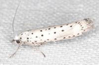 Yponomeuta